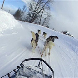 Dog Sledding