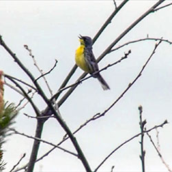 Kirtland's Warbler