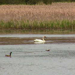 Trumpeter Swans