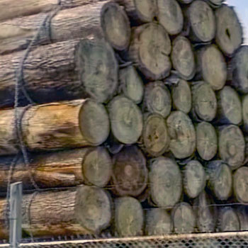 Logging