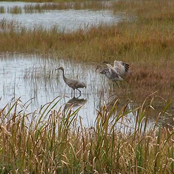 Seney Wildlife Refuge