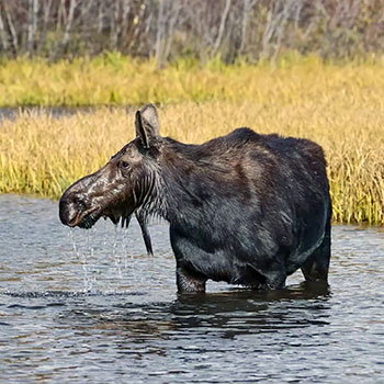 Wildlife