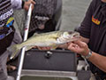 Saginaw Bay Fishing Photo Gallery 4