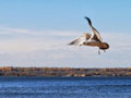 Brimley State Park Gallery