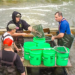 Fish Stocking